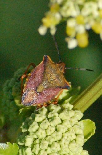 Carpocoris mediterraneus atlanticus